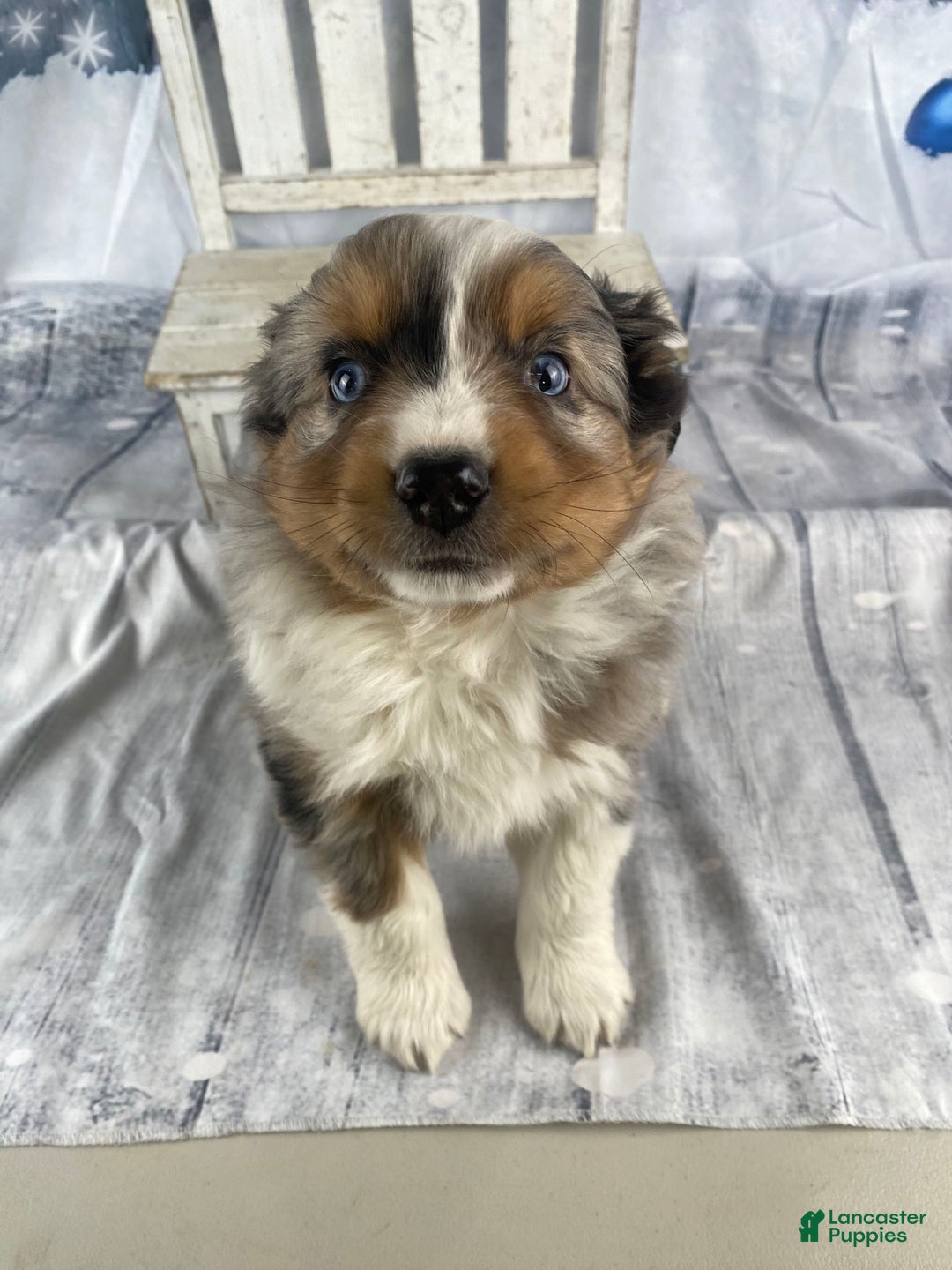 Australian Shepherd dogs for sale: Sterling - Ad 2
