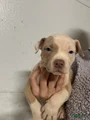SOLD. American Bully Puppy 1