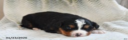 Bernese Mountain Dog dogs for sale: Pepper - Ad 1