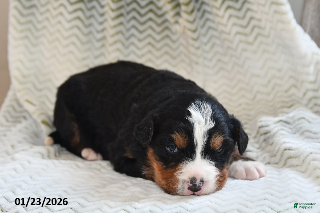 Bernese Mountain Dog dogs for sale: Pepper - Ad 1
