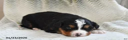 Bernese Mountain Dog dogs for sale: Pepper - Ad 1