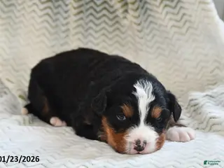 Bernese Mountain Dog dogs Pepper - Ad 15