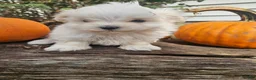 Maltese dogs for sale: Marley - Ad 1