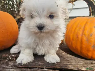 Maltese dogs Marley - Ad 1