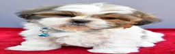 Shih Tzu dogs for sale: Skipper - Ad 2