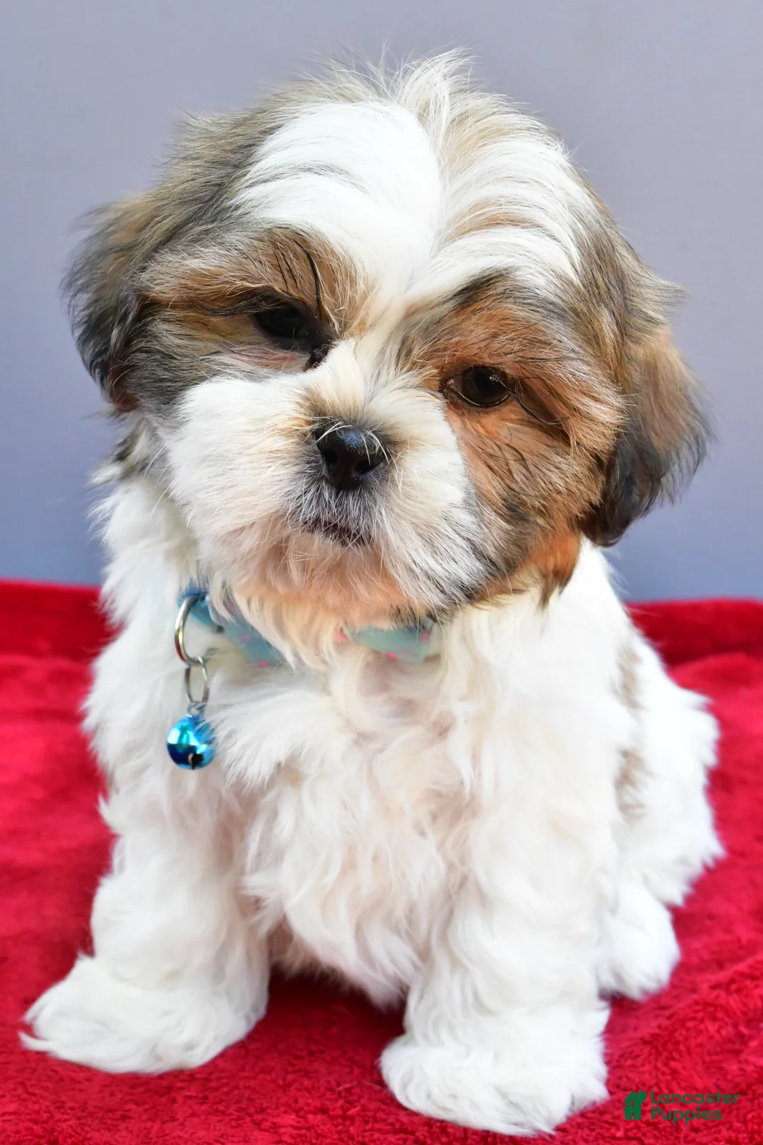 Shih Tzu dogs for sale: Skipper - Ad 2