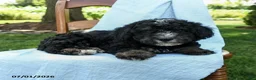 Mini Bernedoodle dogs for sale: Cindy - Ad 7