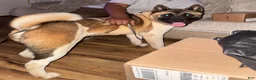 Akita dogs for sale: Akita Puppy 2 - Ad 1