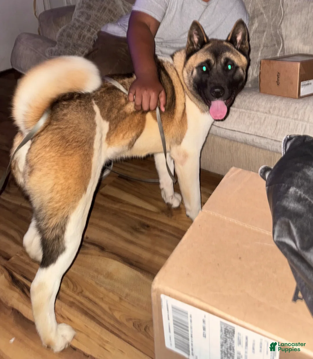 Akita dogs for sale: Akita Puppy 2 - Ad 1
