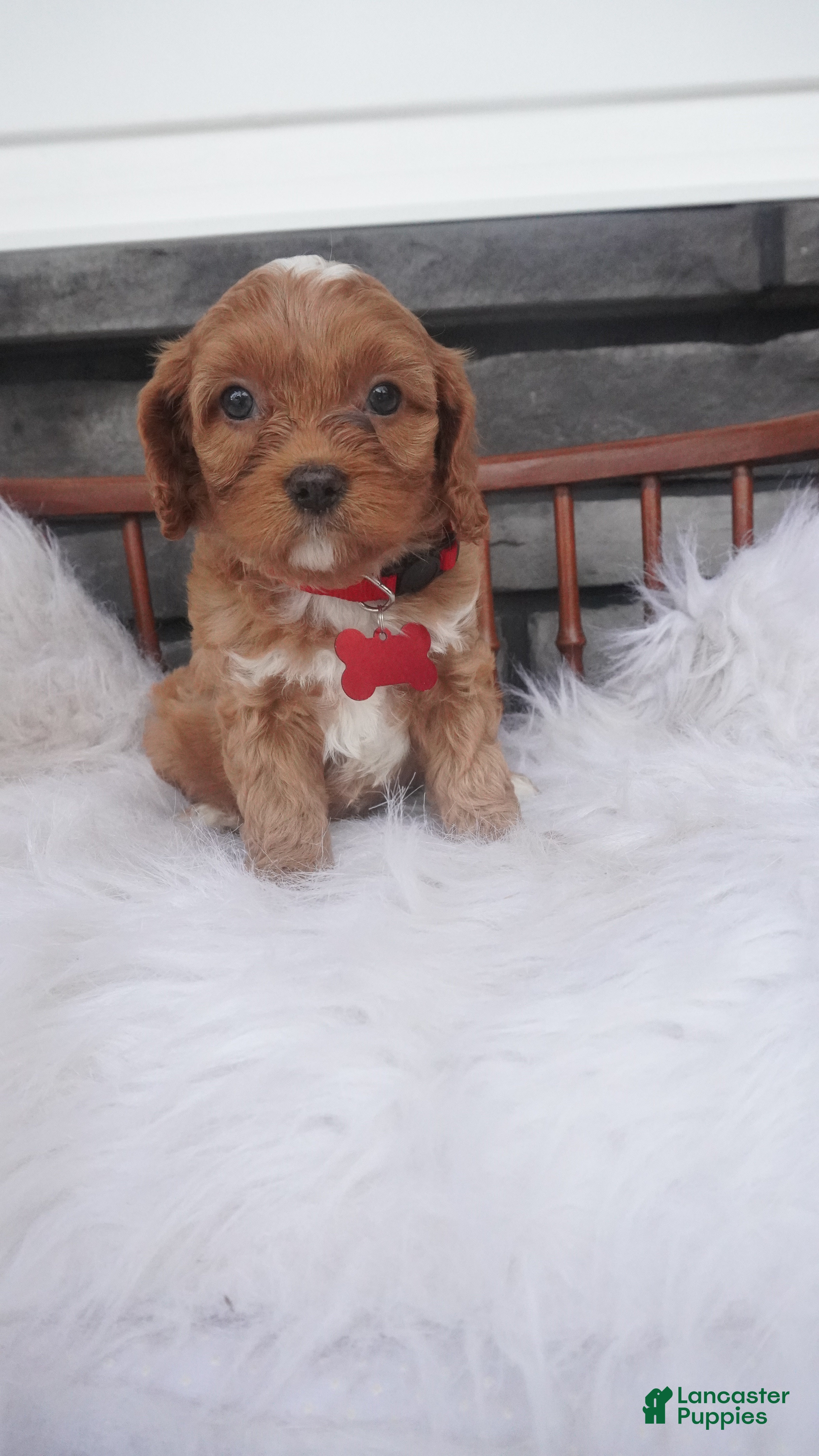 Cavapoo dogs Lorry  - Ad 1