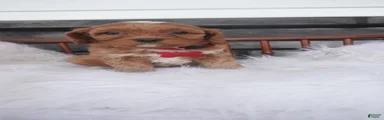 Lorry 
