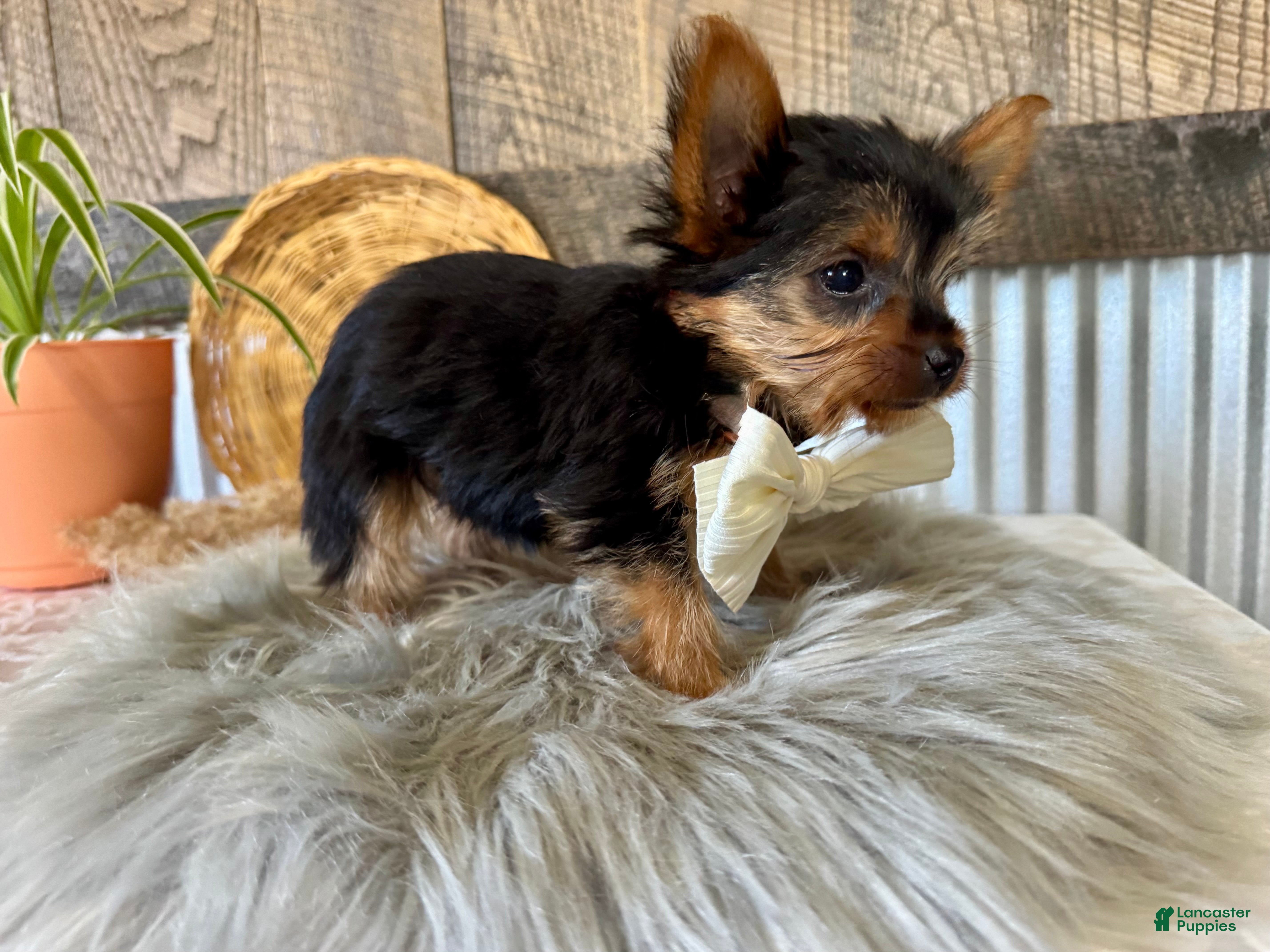 Yorkshire Terrier dogs Trey - Ad 2