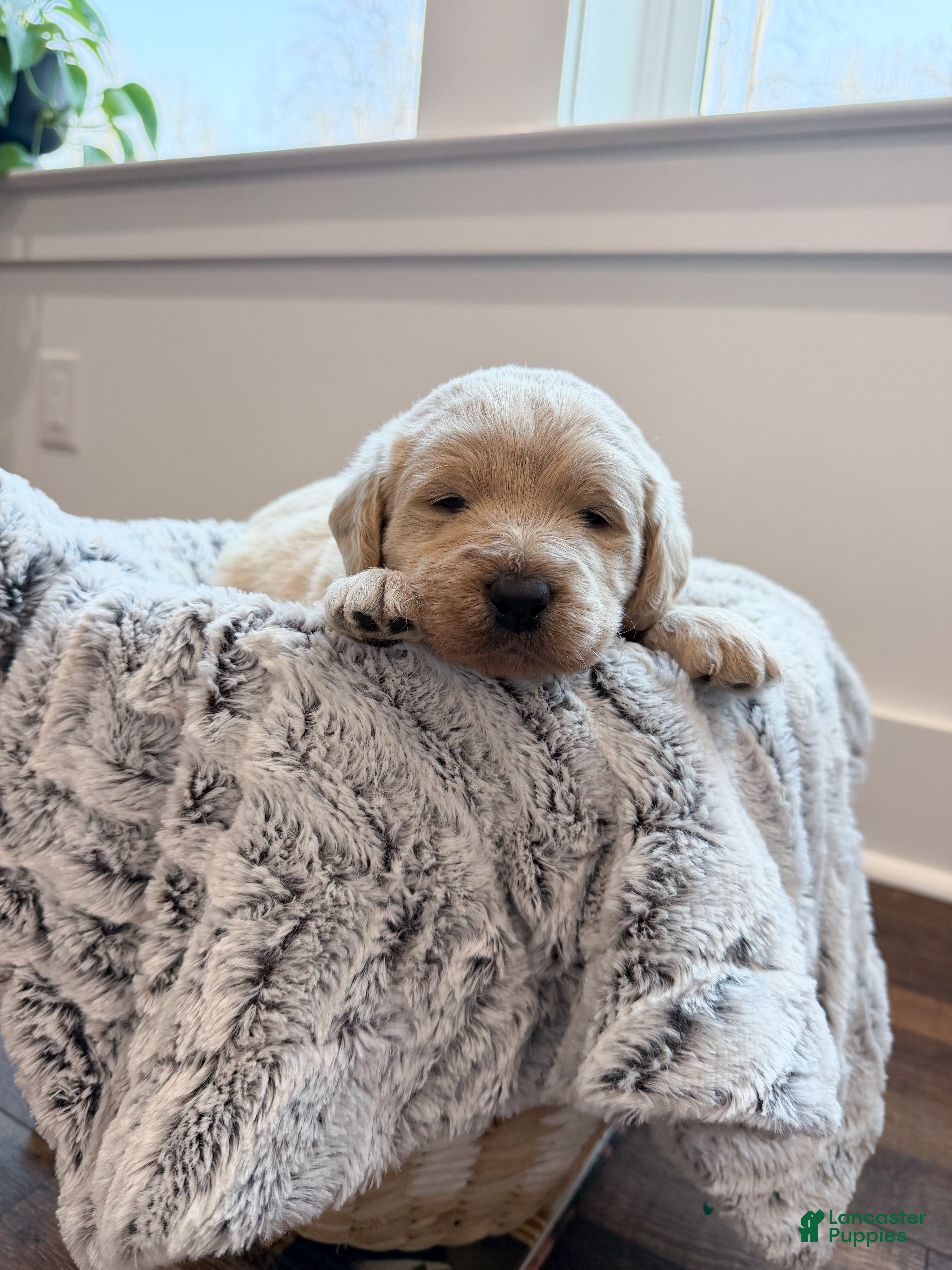 Labradoodle dogs Bailey  - Ad 2