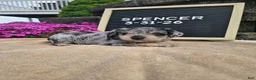 Miniature Schnauzer dogs for sale: Spencer - Ad 3