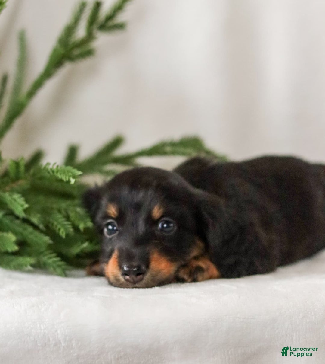 Miniature Dachshund dogs for sale: Indigo - Ad 4