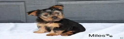 Yorkshire Terrier dogs for sale: Miles - Ad 2