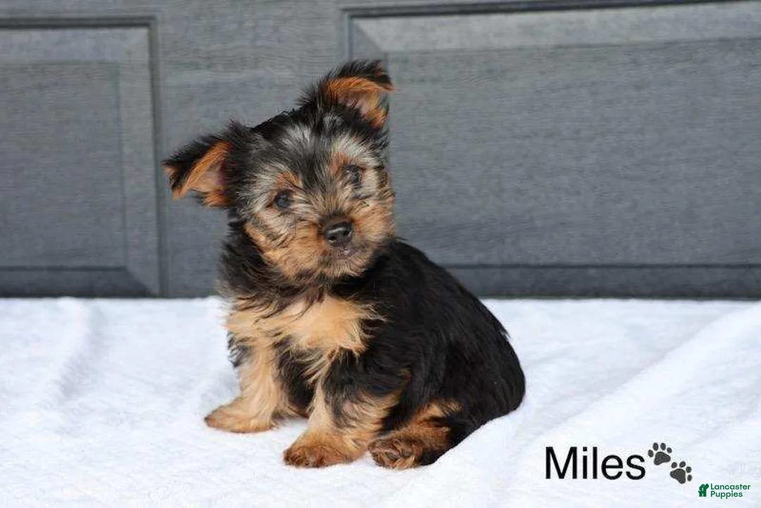 Yorkshire Terrier dogs for sale: Miles - Ad 2