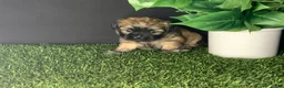 Shih Tzu dogs for sale: James - Ad 6