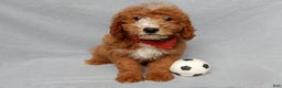 Mini Goldendoodle dogs for sale: Charlie - Ad 3
