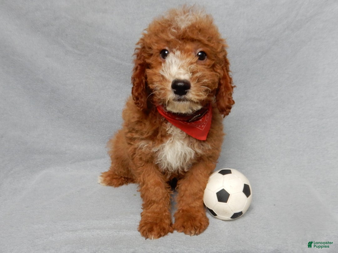 Mini Goldendoodle dogs for sale: Charlie - Ad 3