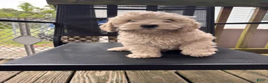 Cockapoo Puppy 2