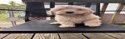 Cockapoo dogs for sale: Cockapoo Puppy 2 - Ad 1
