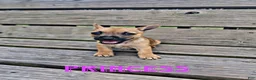 Chorkie dogs for sale: Princess - Ad 3