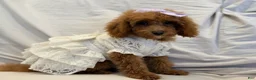 Miniature Poodle dogs for sale: Millie- Genetically health tested Parents/Potty Training - Ad 4