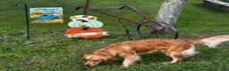Golden Retriever dogs for sale: Orange  - Ad 4
