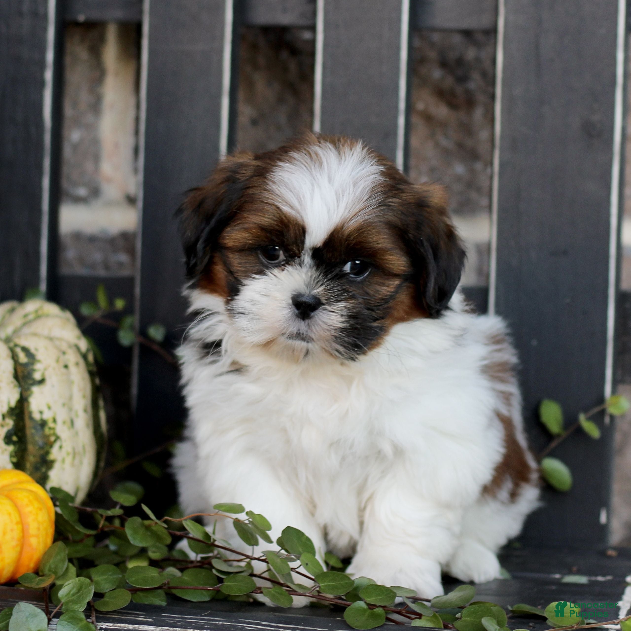 Shih Tzu dogs for sale: Mavis  - Ad 2