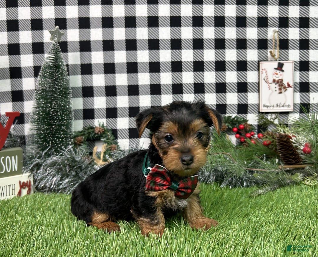 Yorkshire Terrier dogs for sale: Amber - Ad 4