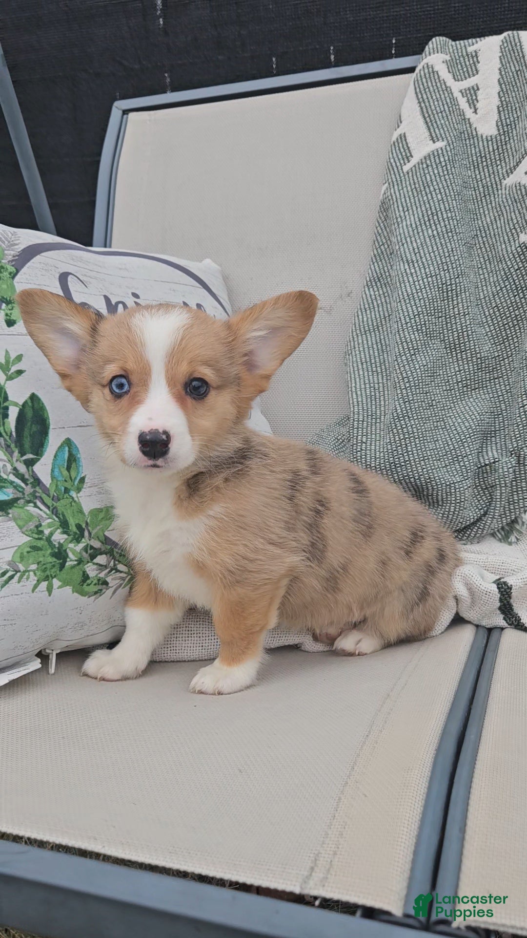 Mixed Breed dogs Addie - Ad 16