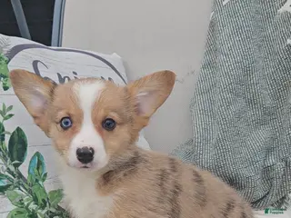 Mixed Breed dogs Addie - Ad 20