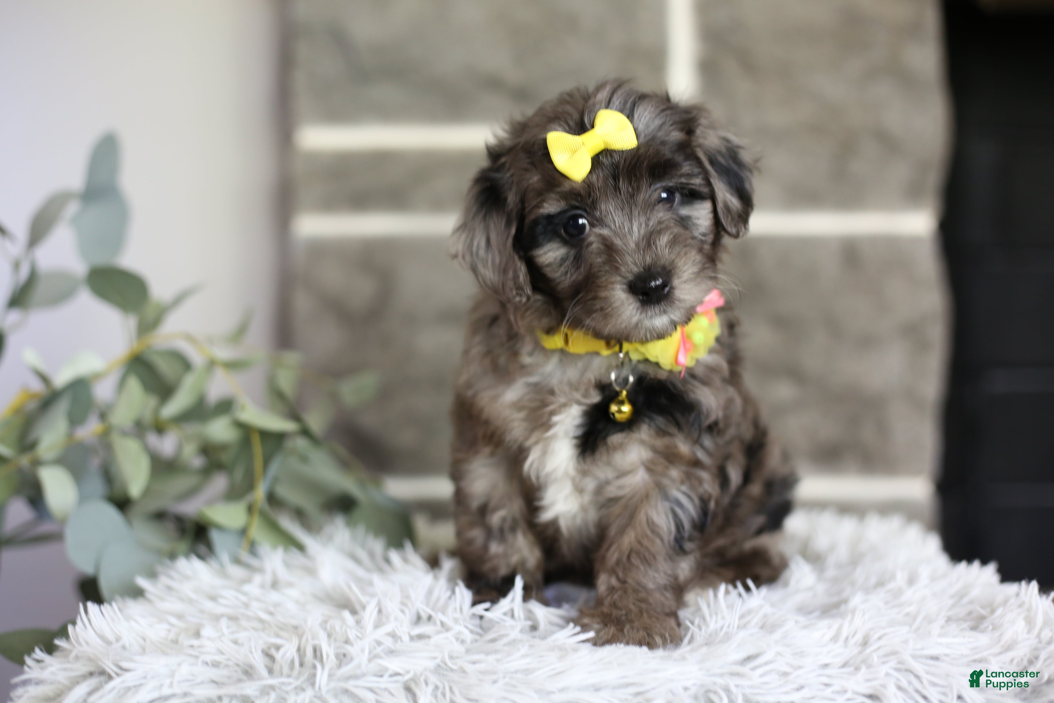 Maltipoo dogs Minnie - Ad 1