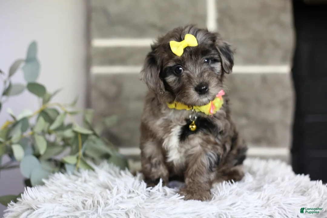 Maltipoo dogs for sale: Minnie - Ad 1