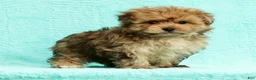 Pomapoo dogs for sale: Gavin - Ad 6