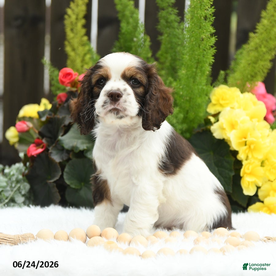 English Cocker Spaniel dogs Stormy - Ad 1