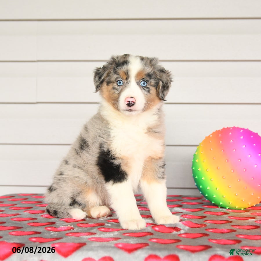 Mixed Breed dogs Kodak - Ad 1