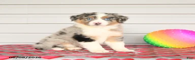Kodak