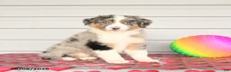 Mixed Breed dogs for sale: Kodak - Ad 1