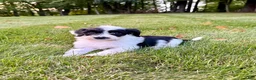 Portuguese Water Dog dogs for sale: Cooper - Ad 2