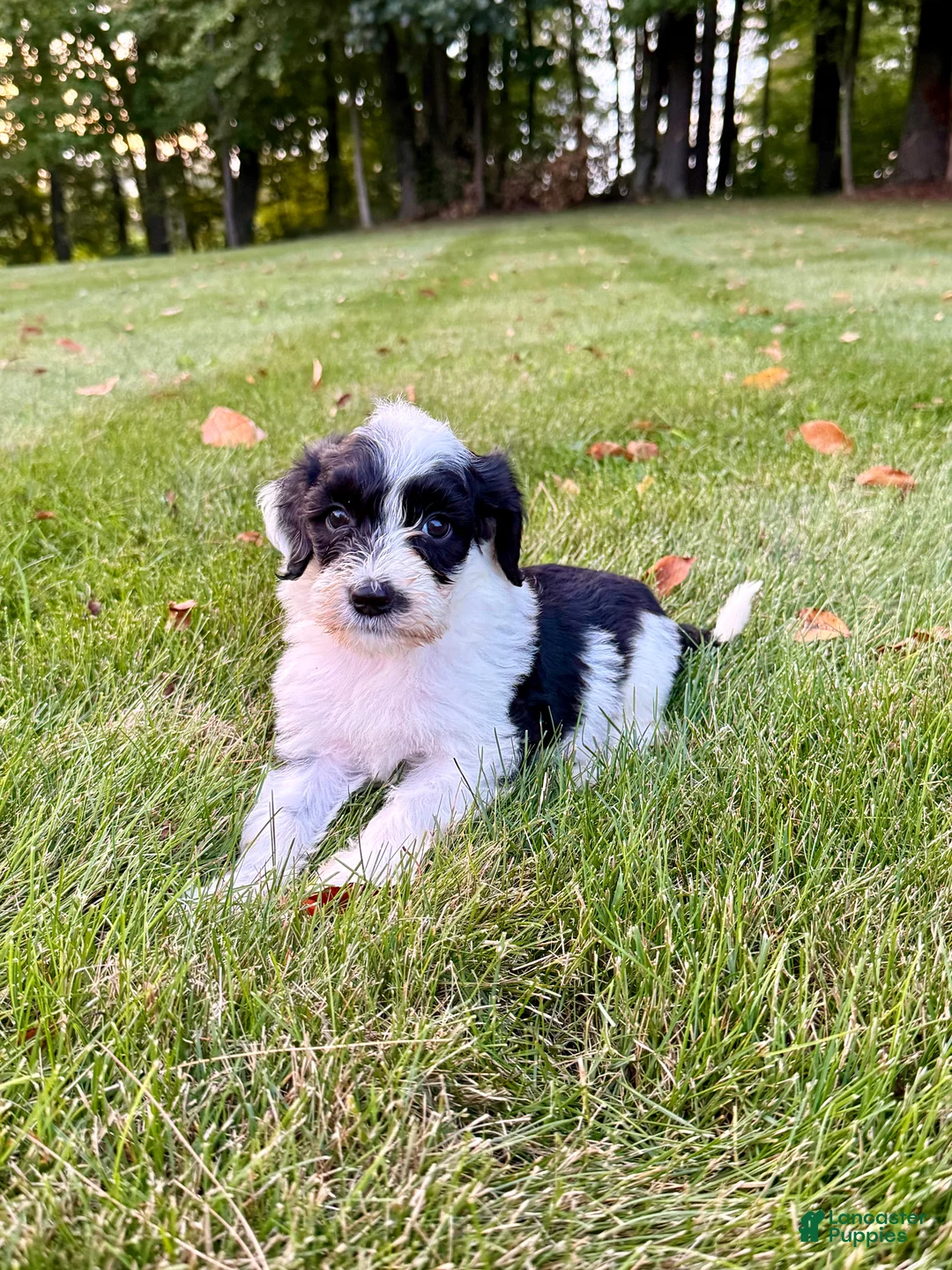 Portuguese Water Dog dogs for sale: Cooper - Ad 2