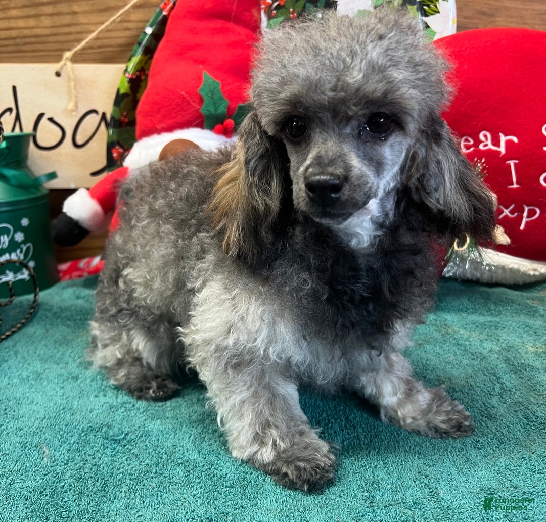 Toy Poodle dogs for sale: Betsie - Ad 4