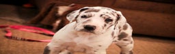 Great Dane dogs for sale: Emily - Ad 2