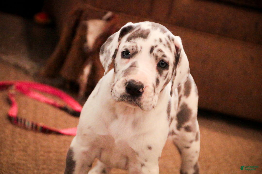 Great Dane dogs for sale: Emily - Ad 2