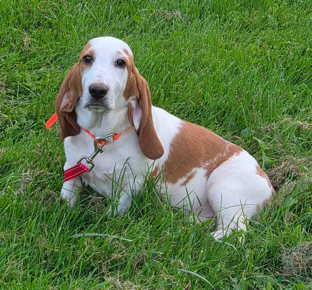 Bloodhound dogs for sale: Dorothy  - Ad 1