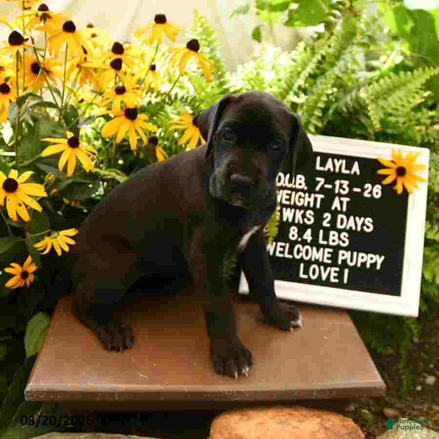 Great Dane dogs Layla - Ad 1