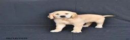 Golden Retriever dogs for sale: Jem  - Ad 2