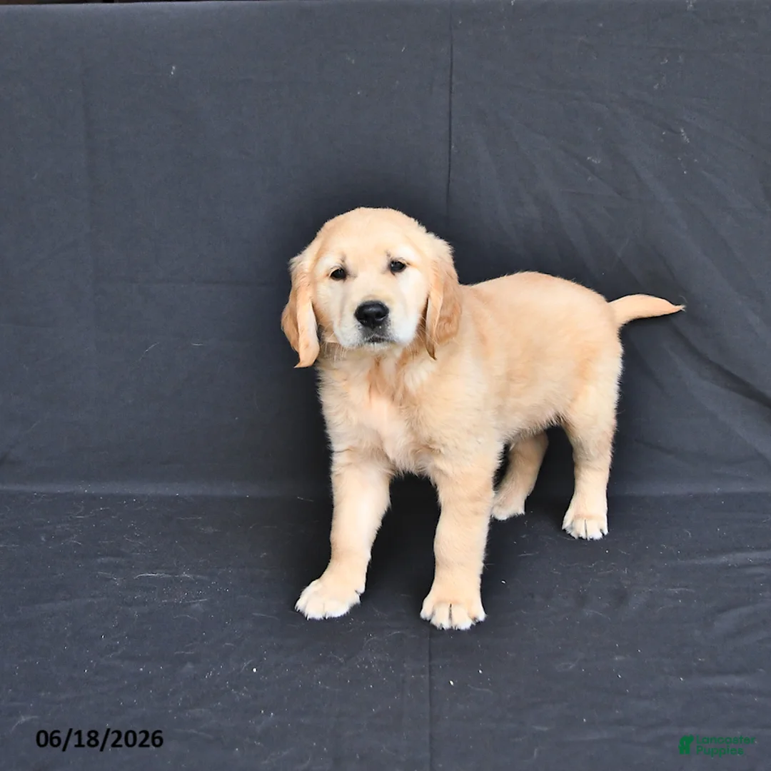 Golden Retriever dogs for sale: Jem  - Ad 2