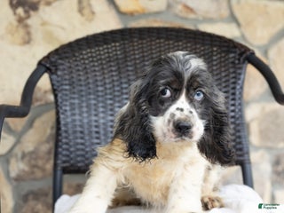 Cocker Spaniel dogs - Ad 42